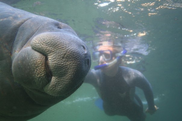 Swim with the Manatees in Crystal River