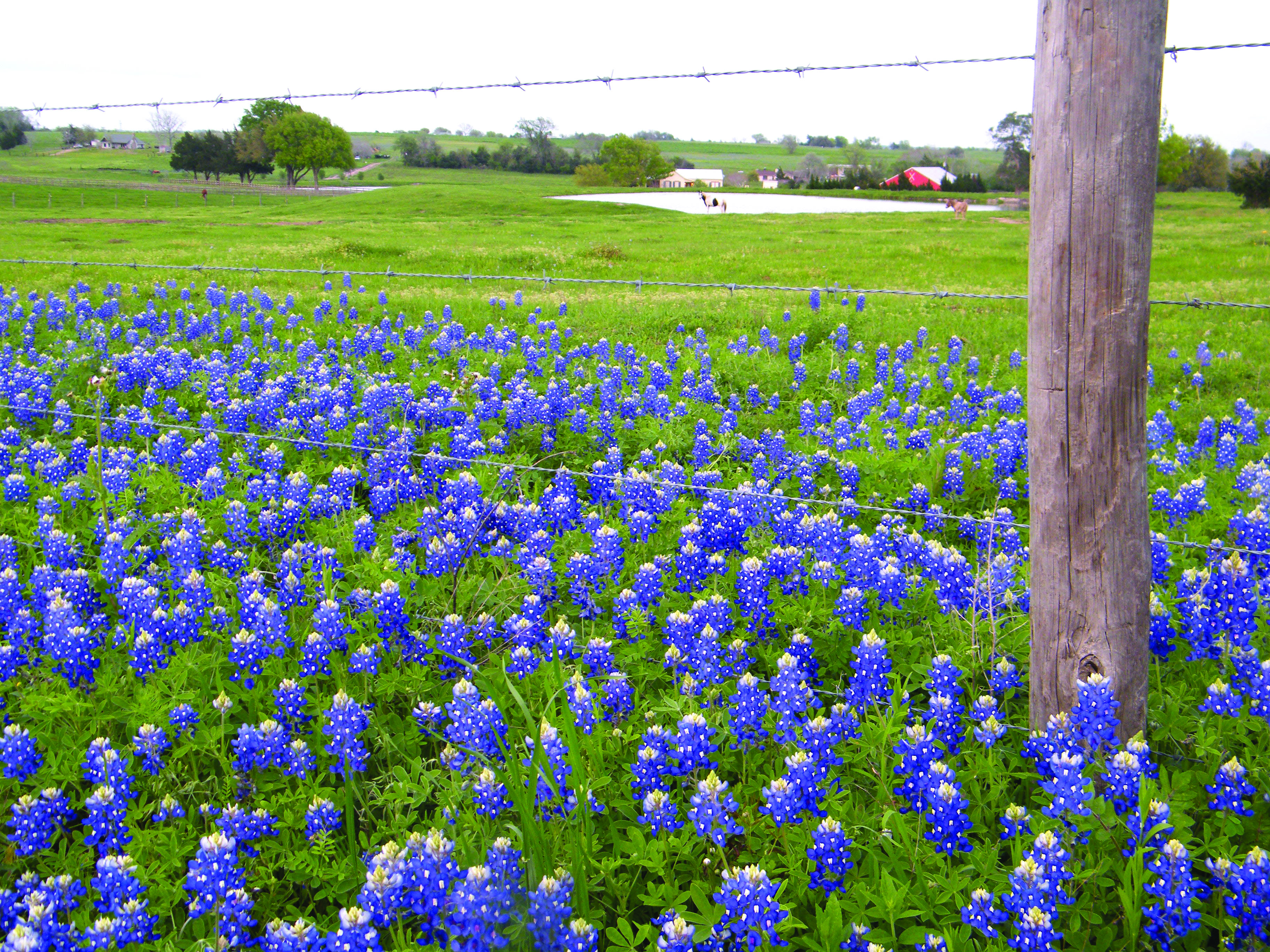 Best of Texas