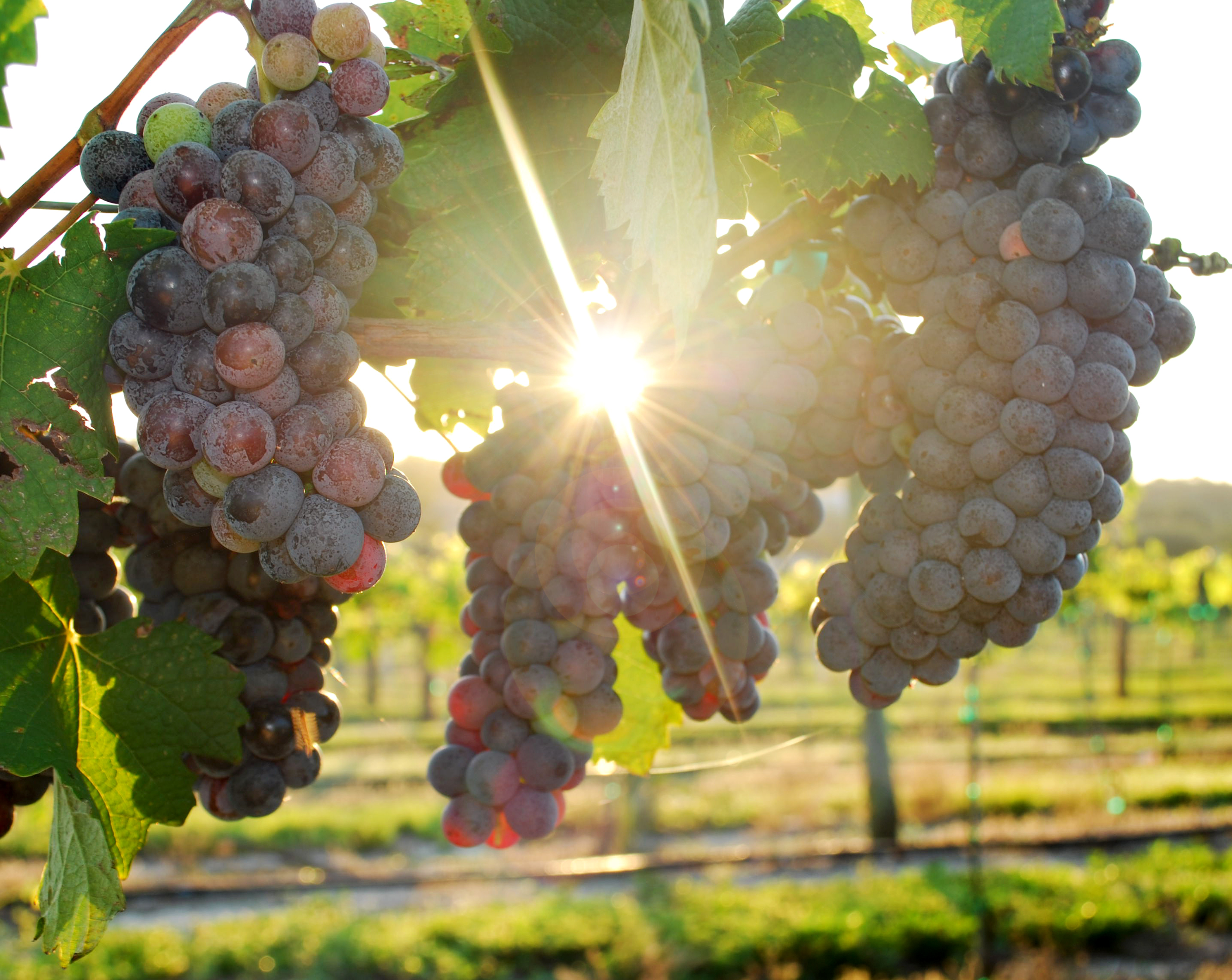 A Place for Winos