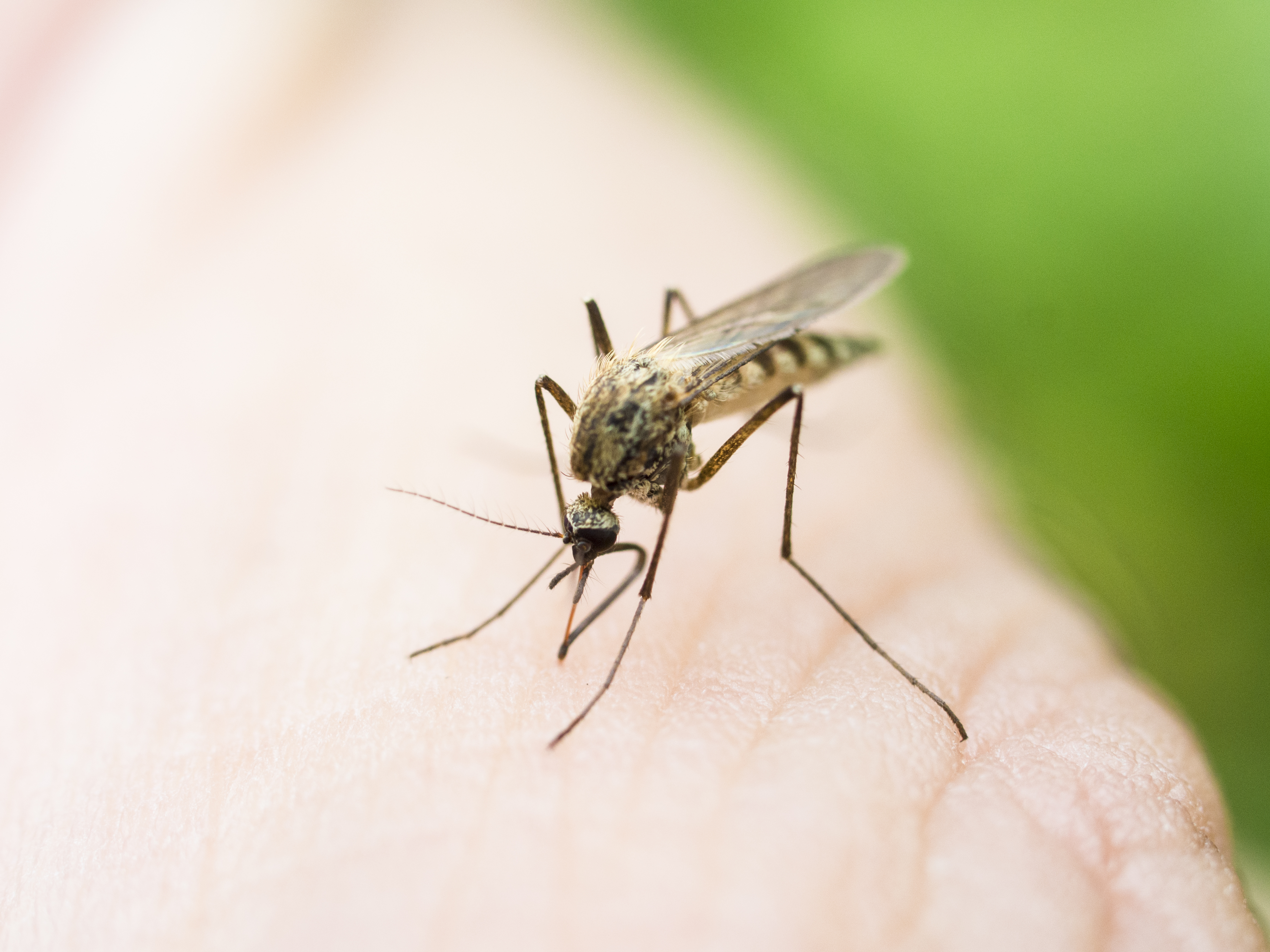 Understanding the Zika Virus
