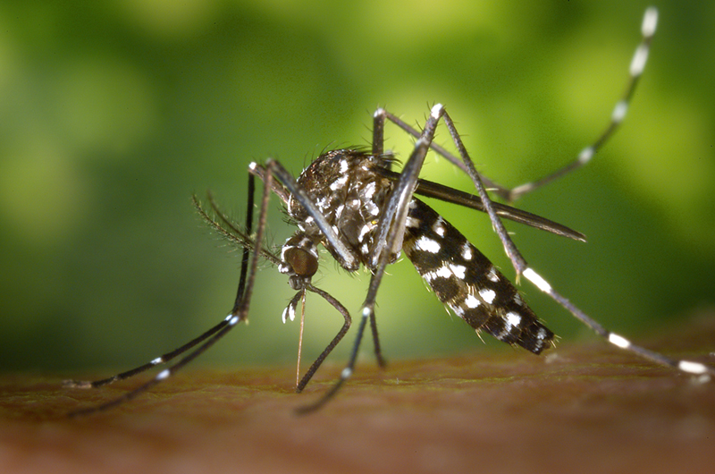 Top 8 Zika Myths