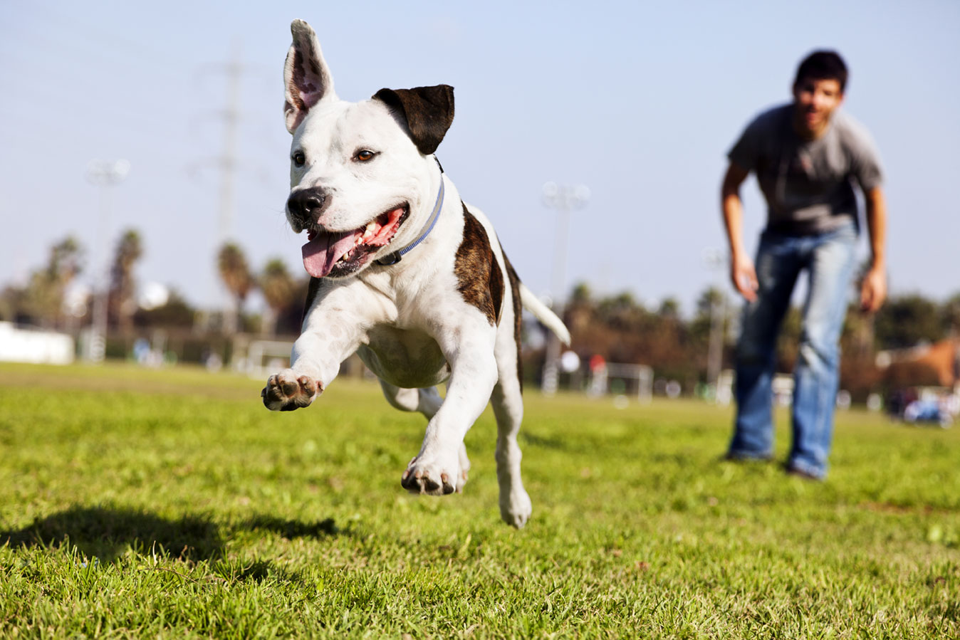 All Dogs Go Home