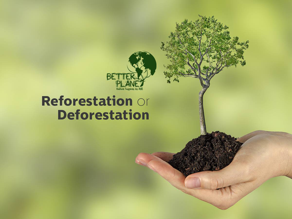 Planting it Forward with Better Planet Paper