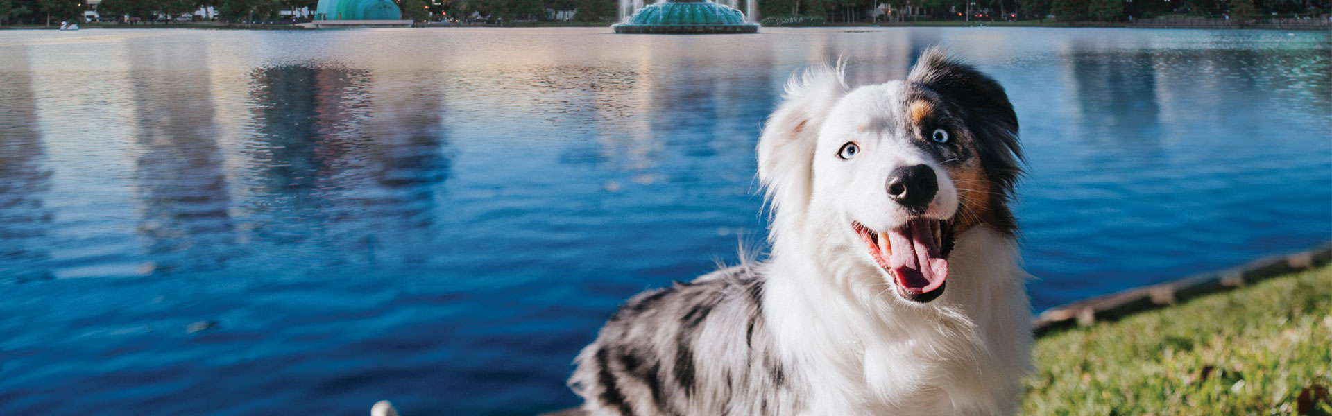 Get to Know Orlando’s Cutest Pets