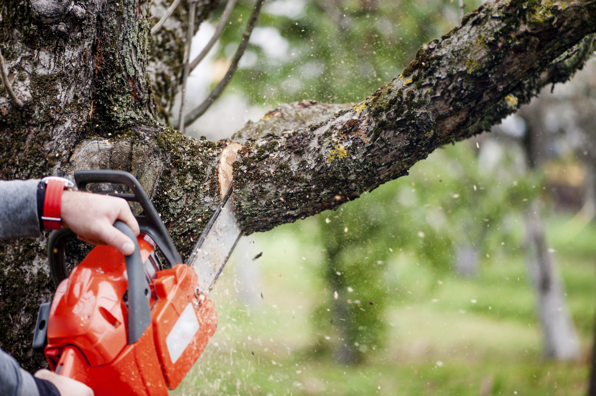 Beware Of “Shady” Tree Services