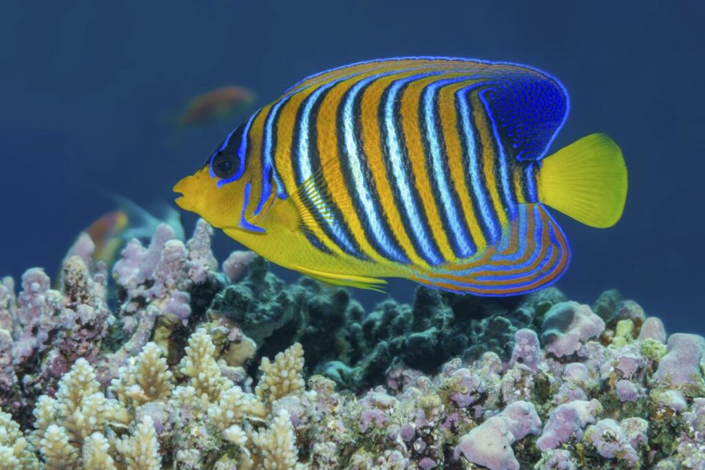 regalangelfish Central Florida Lifestyle