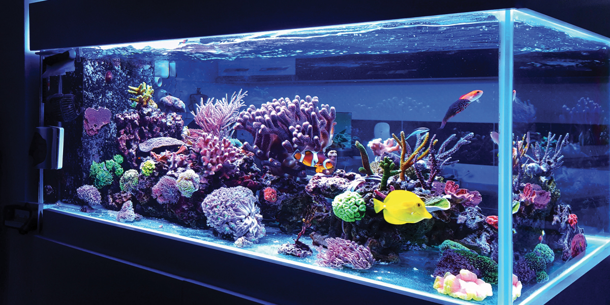 coral reef aquarium