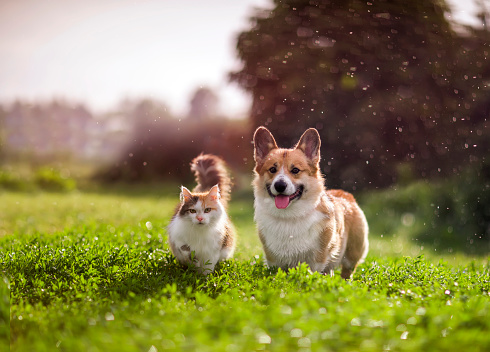 friends red cat and corgi dog walking in a summer meadow under the drops of warm rain Central Florida Lifestyle cat and dog under a summer meadow Include them in your pet trust