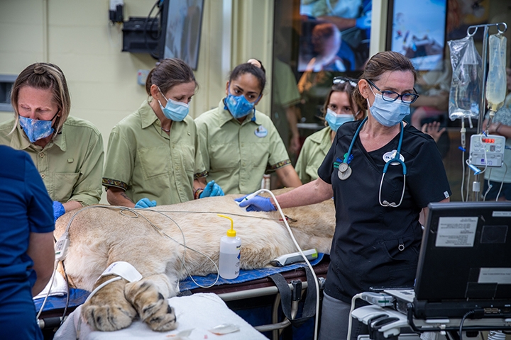 EditLR047001 Central Florida Lifestyle New never before seen photos of veterinarian Dr Natalie Mylniczenko doing a wellness check on lioness Kinsey at Animal Kingdom Disney Animal Kingdom is celebrating its 25th anniversary