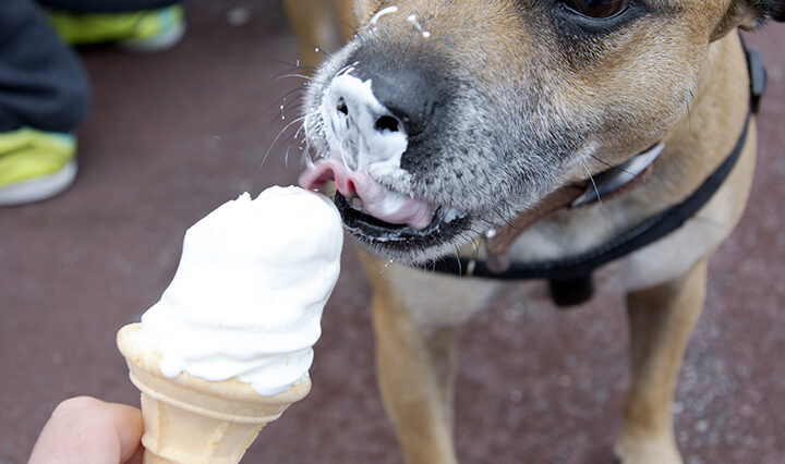 Dog licking icecream on a warm spring day.