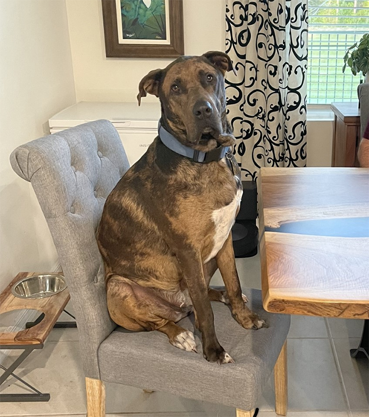 Cutest-Pet-Dozer - Central Florida Lifestyle Dozer sitting in a chair at a table.