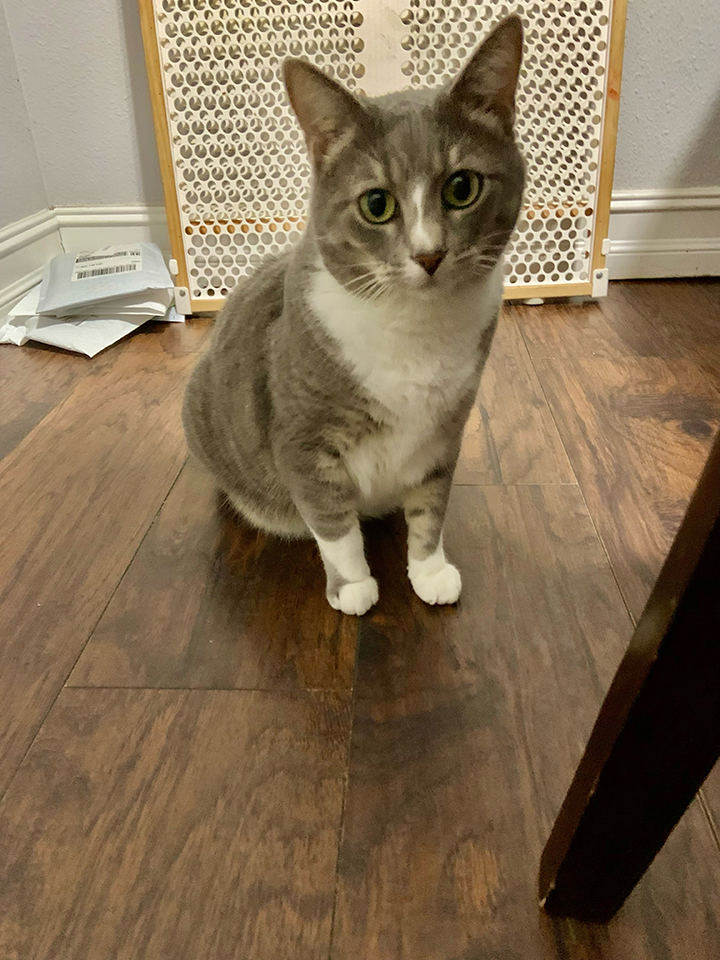 Cutest-Pet-Silver - Central Florida Lifestyle Silver sitting on the wood floor.