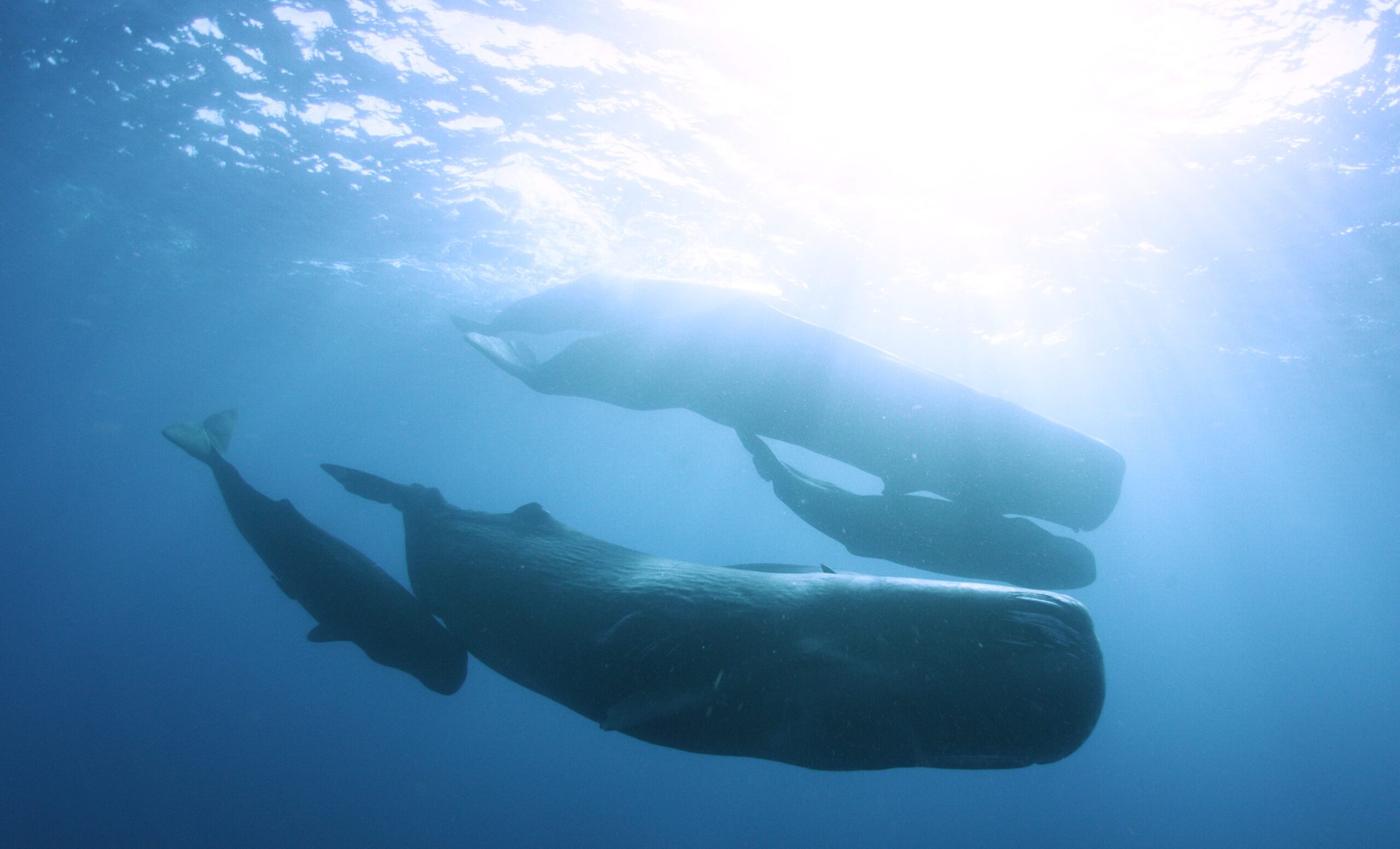 - Central Florida Lifestyle Expedition Odyssey: Fire and Ice