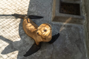 SeaWorld San Diego Sea Lion Pup Rescue 2 - Central Florida Lifestyle