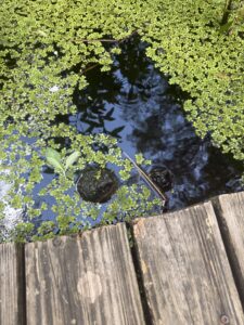 IMG_3042 - Central Florida Lifestyle