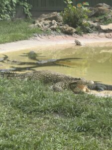 IMG_3078 - Central Florida Lifestyle